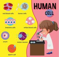 diagrama de la célula humana para la educación vector