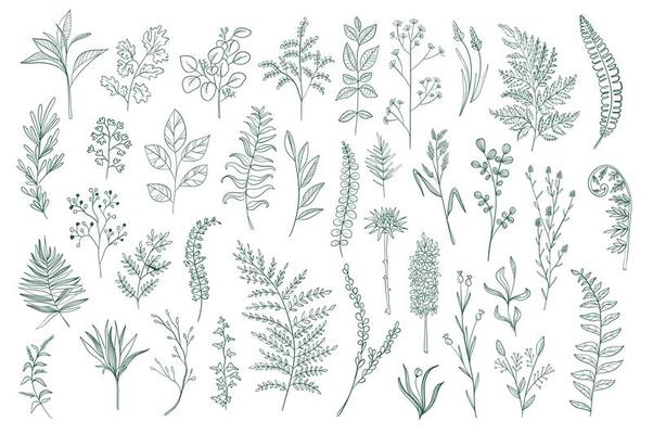 Hand drawn botanical design pack