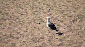 gaivota em pé na praia 4k video