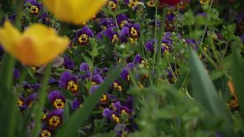 Garden with flowers video