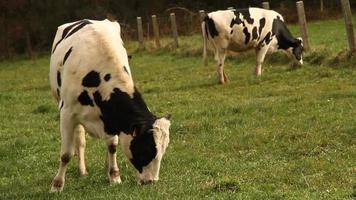 vacas comendo grama estoque video
