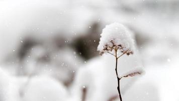 snöig blomma 4k levande bakgrund video