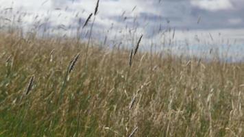 graan, gras en onkruid waait in de wind in een veld 4k uhd video