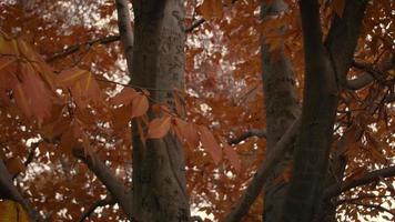 central park in autunno video