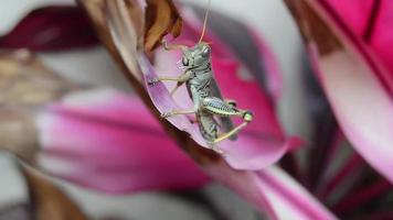 Grasshopper video