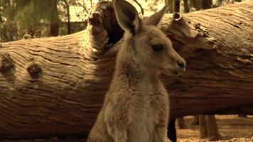 kangoeroe close-up video