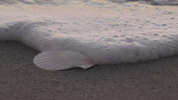 Wave rolls over a sea shell video