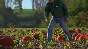 granjero revisa el suelo en el huerto de calabazas video