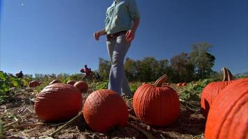 Harvesting pumpkins video