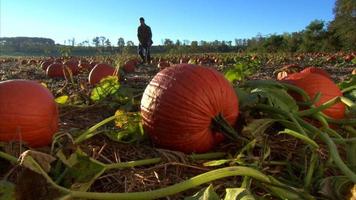 huerto de calabazas de jardinería video