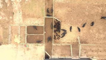 Aerial view of a cattle auction video