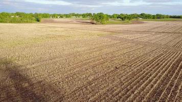 Luftaufnahme des wilden Truthahns im Feld video