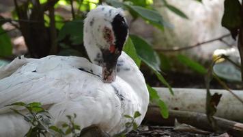 Duck grooming himself. video