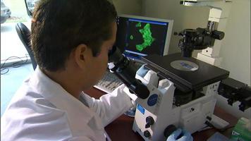 Lab-worker checking microscope video