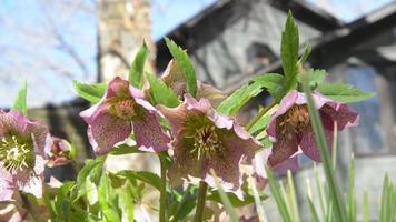 Bee on a hellebores flower