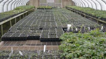 A static scene in a greenhouse video