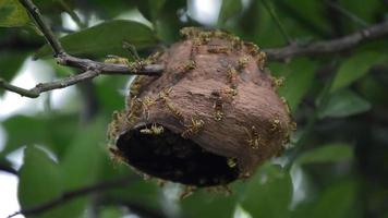 incomplete wasp nest video