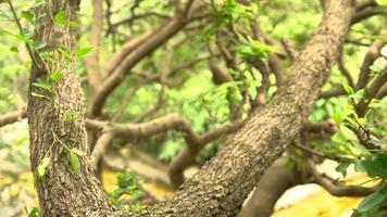 natuur met elkaar verweven video