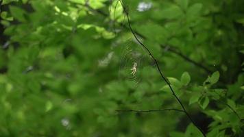 Spider on Web 4k