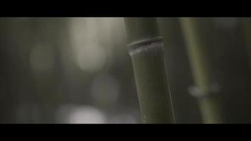 bambu video