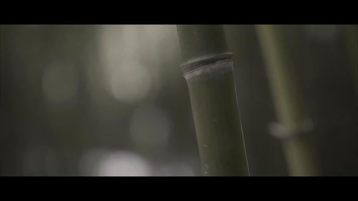 竹子影片