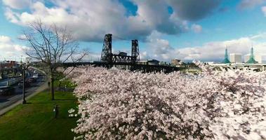 luchtfoto drone shot van oregon kersenbloesem park en rivierbrug video