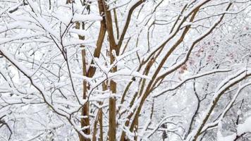 närbild av snötäckt träd i en snöig skog gratis arkivfilmer video