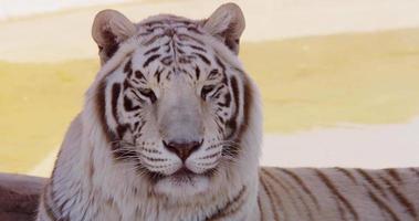 close-up van een witte tijger die in de buurt van een boom en een meertje rust video