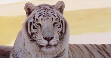 close up of a white tiger resting near a tree and a little lake video