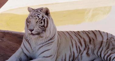 close-up van een witte tijger die zijn ogen sluit en zijn tong toont in 4k video