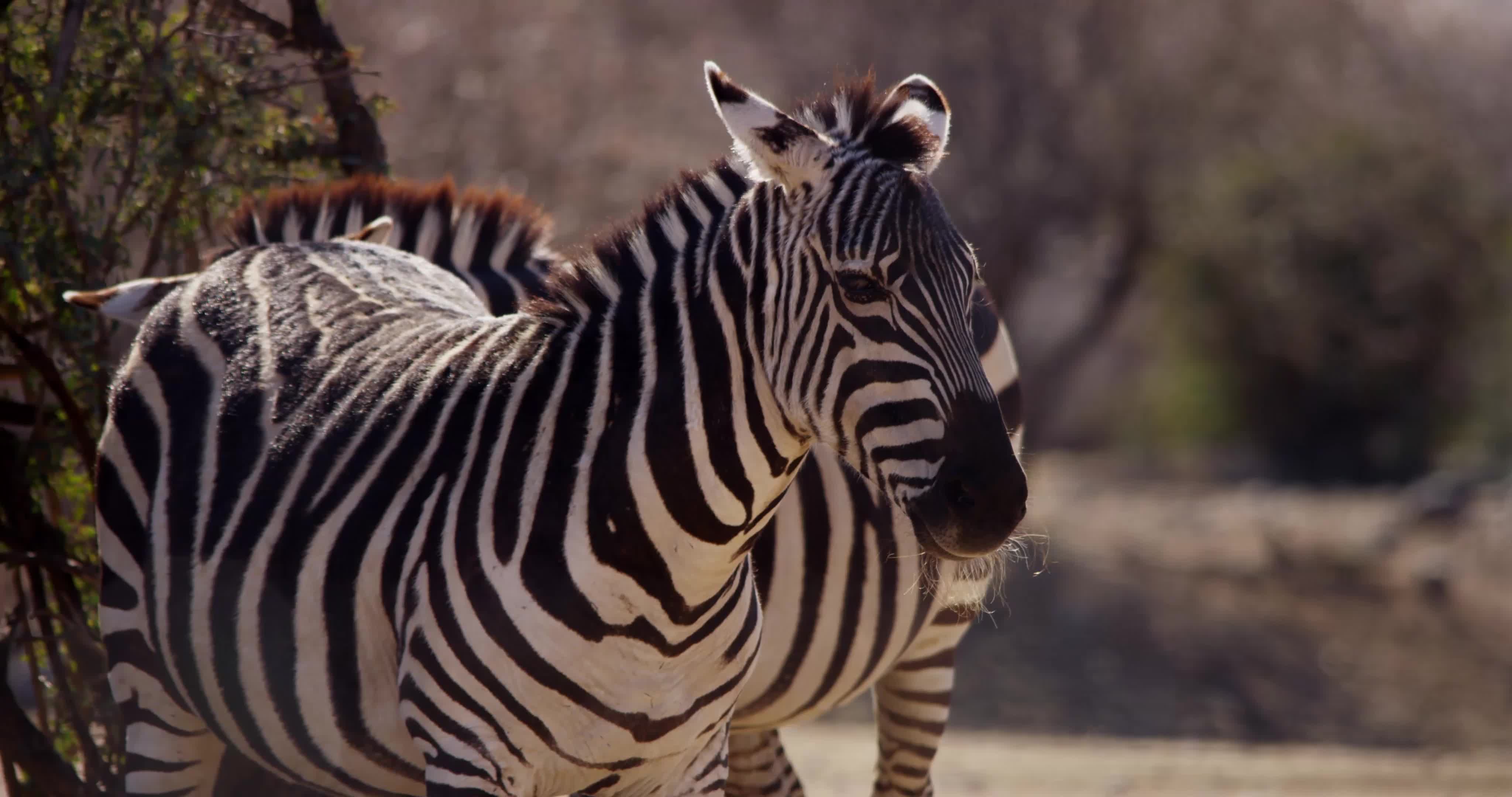 Close up of zebras on the savanna in 4K 1616147 Stock Video at Vecteezy Close up of zebras on the savanna in 4K 1616147 Stock Video at Vecteezy