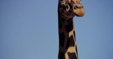 Vertical panning shot of the neck and head of a giraffe in 4K video