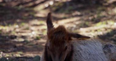 Shot of a close up to a deer resting under the trees and shaking his head in 4K video