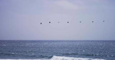 Traveling shot of a formation of seven pelican flying on over the sea in 4K video