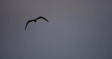 Close up of a seagull flying with blue sky on background in 4K video