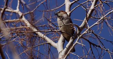 Gros plan d'un petit oiseau brun chantant sur des branches d'arbres en 4k video