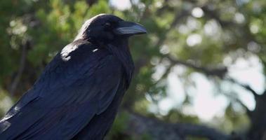 Close up of a crow with green trees on background in 4K video