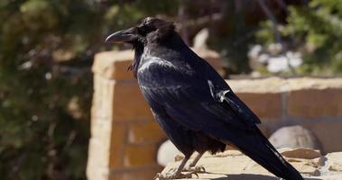 Chiuda in su di un corvo su una recinzione di mattoni in 4K video