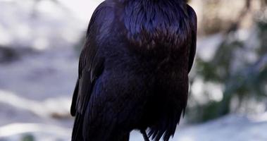 panorámica vertical de un cuervo moviendo la cabeza y parpadeando en 4k video