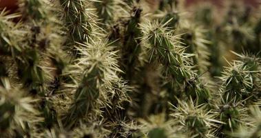 Static shot focusing of several planes of spiny plants video