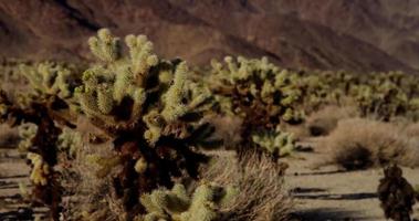 Static shot focusing several planes of mountainous landscape with spiny plants in 4K video