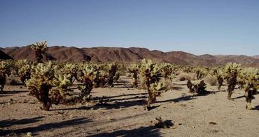 Panoramique d'un paysage montagneux avec des plantes épineuses en 4k video