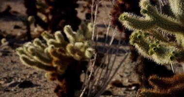 Static shot focusing several planes of a landscape with spiny plants in 4K video