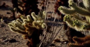 Tiro estático enfocando varios planos de un paisaje con plantas espinosas en 4k video