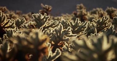 Static shot focusing several planes of spiny plants in 4K