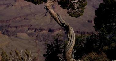 Vertical panning of tree with red canyon on the background in 4K video