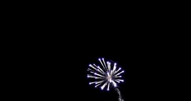 scena notturna di fuochi d'artificio viola luminosi in 4K slowmotion video