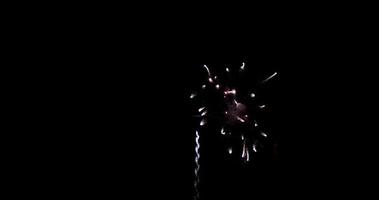 Chrysanthemum, bees and crossette firework effect in 4K video