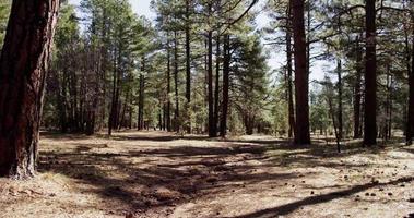 Prise de vue panoramique lente allant à droite de la forêt verte relaxante en 4k video