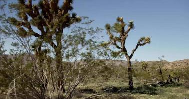 Traveling shot of desert scene with mountains, cactus and spiny trees in foreground in 4K video